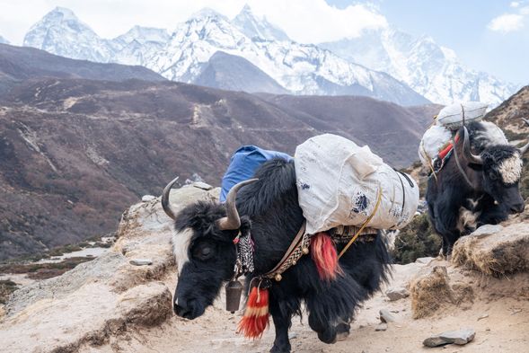 步道上時常見到可愛氂牛勤奮的運送著物資。