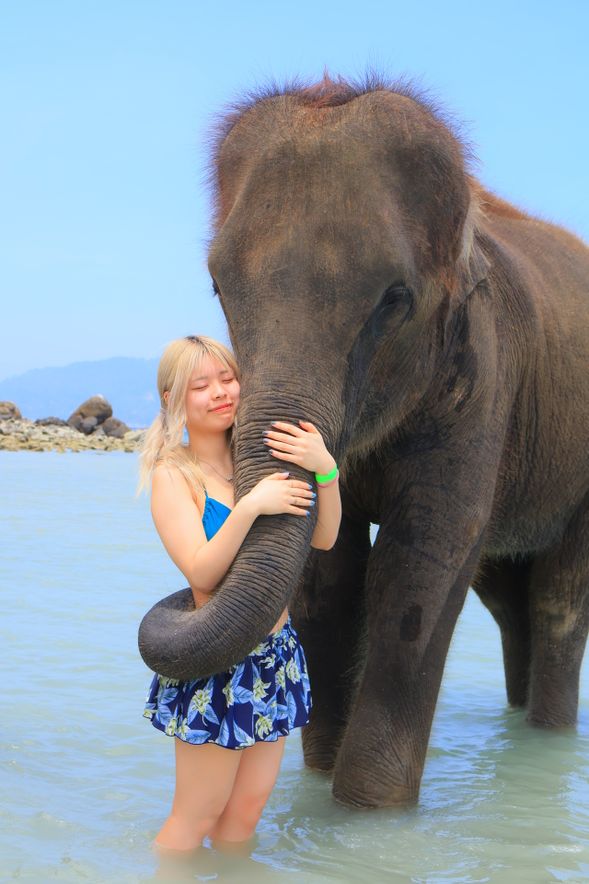 Enjoy your time with elephant on the beach