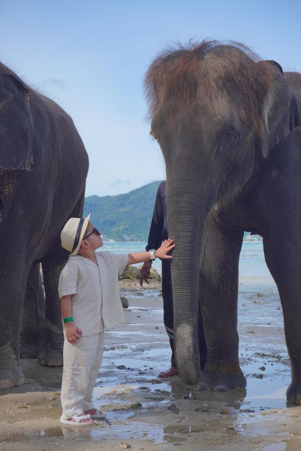 Get close to lovely elephants
