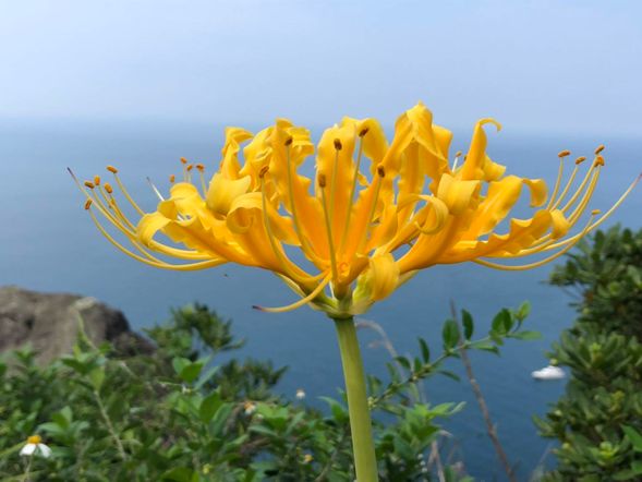 基隆嶼9~10月金花石蒜花季