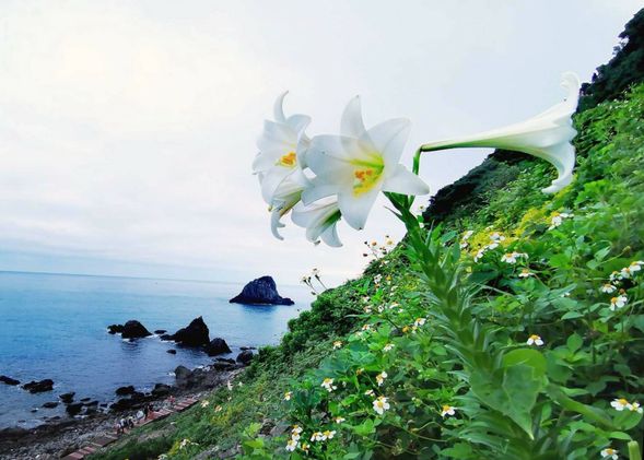 基隆嶼4~6月百合花季