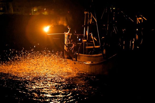 近距離觀看蹦火仔 ~ 磺火捕魚作業
【此照片版權為晉龍號遊艇船隊所有,未經同意請勿盜用】