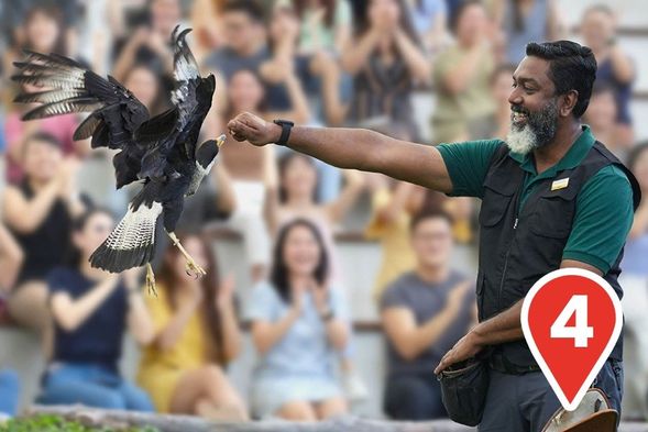 Majestic Encounter Awaits
Witness the power of our American Bald Eagle, Vultures and Hawks in action!