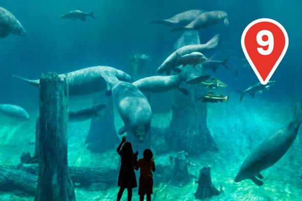 Gentle Giants of the Amazon
Meet our graceful gentle giants in the world’s largest freshwater aquarium. Don’t miss this rare, unforgettable Amazon encounter.