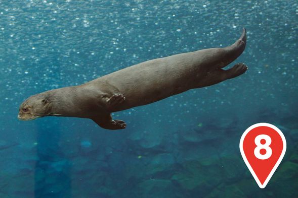 Otter Encounters
Witness the playful antics of the world's largest otters at the Amazon Flooded Forest! You won't want to miss your chance to see them in action!