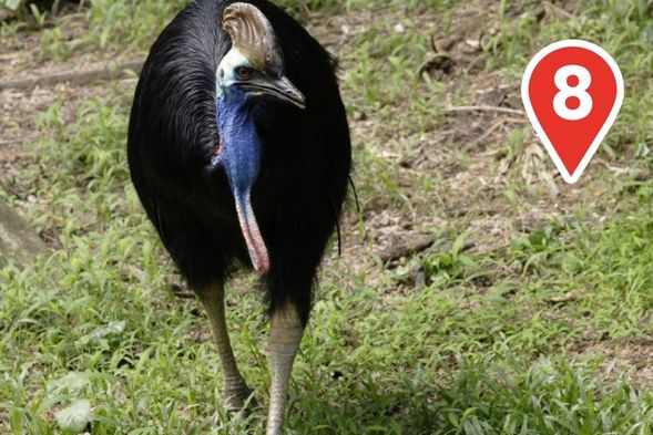 Meet the Dino-Birds
Get ready for a prehistoric encounter! Meet the Southern Cassowaries with dagger-like claws and come face to face with the third-largest bird species on Earth.