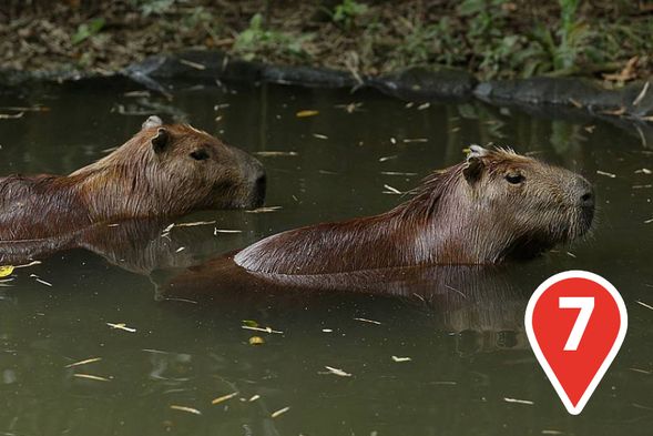 Capybara Rendezvous
Meet the Capybaras at Amazonian Encounters, sail past them on the Amazon River Quest boat ride, or let their quirky charm steal your hearts at Once Upon a River presentation.