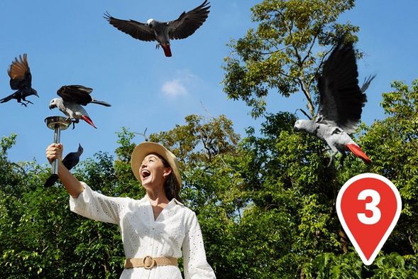 Feathered Frenzy
Feed hundreds of colourful starlings and weavers at the biggest feeding session at Bird Paradise and witness the breathtaking sight of these birds.