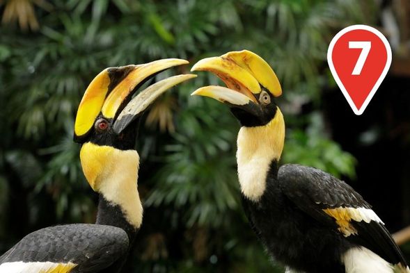 Winged Encounters
Don't miss the Hornbill Keeper's Talk! Get up close and personal with these incredible birds and learn about their unique characteristics from our expert keepers.