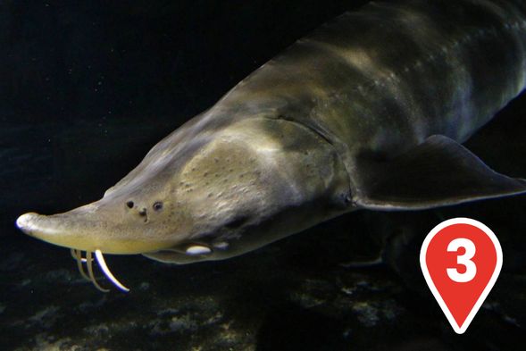 Amur Sturgeon at Yangtze River