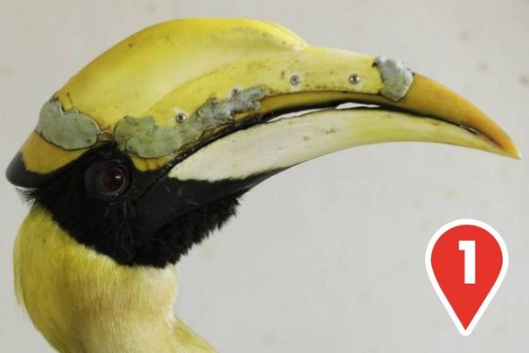 The Hornbill’s Tale
Meet the Great Pied Hornbills at Winged Sanctuary and learn their amazing story of recovery. A must-see for any wildlife enthusiast!