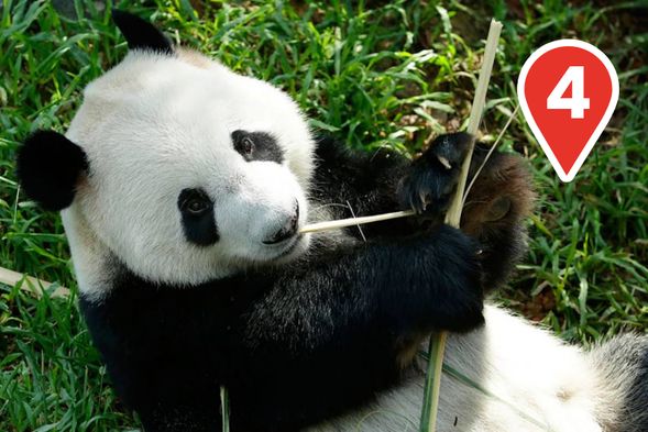 Panda Paradise Awaits!
Say Hello to our adorable giant pandas, Jia Jia and Kai Kai as they munch on bamboo and sleep in the largest Panda exhibit in Southeast Asia.