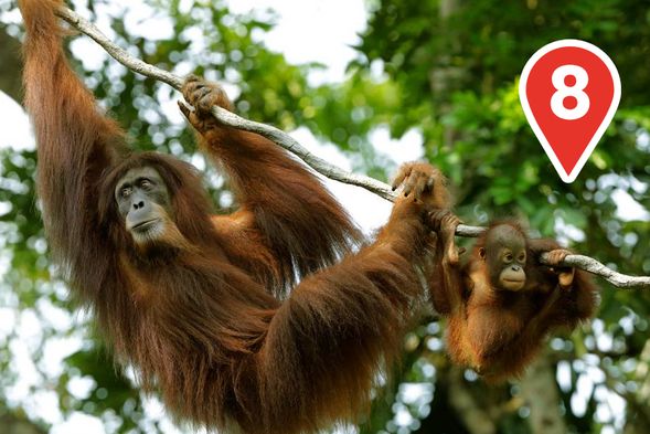 The Great Ape Hangout
Watch our orangutans swing through treetops above in the world’s first free-ranging exhibit and observe their natural charismatic social behaviours.