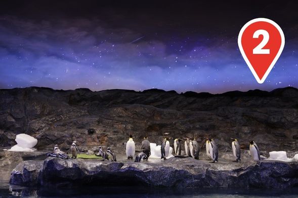 Waddle with Penguins
Don't miss the penguin party! See these adorable, flightless birds in the world's largest sub-Antarctic habitat!
