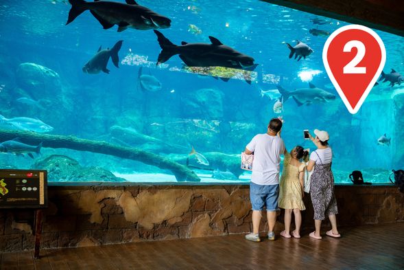 Mekong Giant Catfish at Mekong River
For over 2 million years, Mekong Giant Catfish have ruled the Mekong River. Now highly endangered, get a glimpse of the living fossil while you still can.