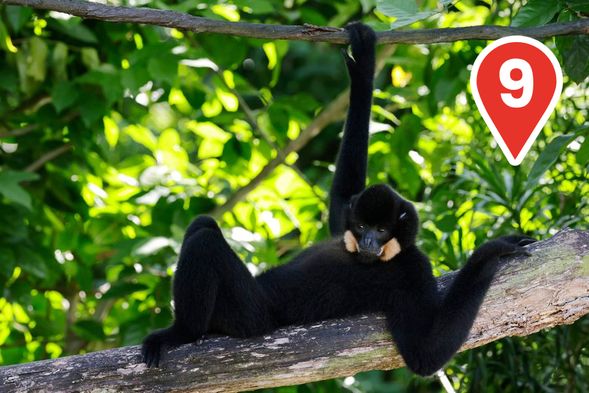 Swing with the Gibbons
Experience the mesmerising treetop movements and distinct songs of gibbons as it echoes through the forest.