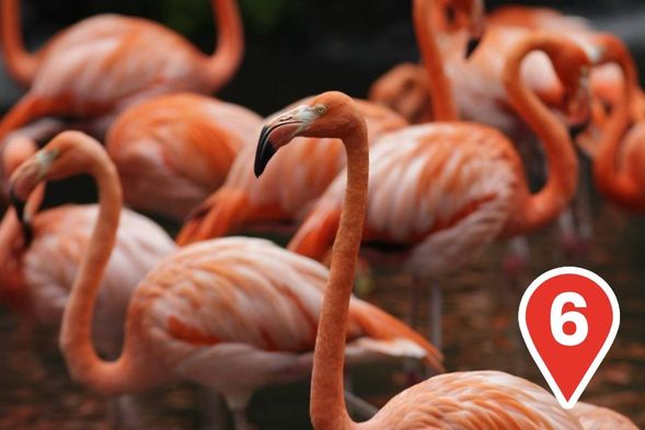Meet our Flamingos
Spot the iconic American flamingos at Hong Leong Foundation Crimson Wetlands! Watch their vibrant pink feathers glow as they pose gracefully against the breathtaking backdrop of the 20-metre waterfall.