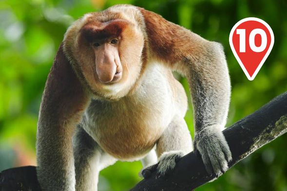 Nose around the Proboscis Monkey
Watch these playful and endangered monkeys with their unique long noses and big tummies. Don't miss the Keeper Talk at 11:30am for more fun facts!