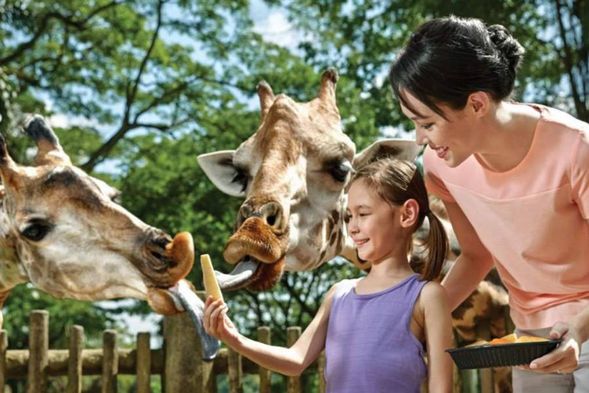 Meet the Majestic Giraffes
As you adventure through Wild Africa, don’t forget to look up and say hi to our Giraffes! Meet Marco and Jubilee, our friendly Giraffes up-close as they eat out of your hand!