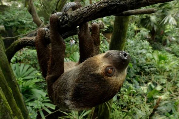 Spot the Sloths
Spot our Two-Toed Sloths in the canopy at Fragile Forest. If you’re lucky, you might catch them asleep hiding among the leaves.