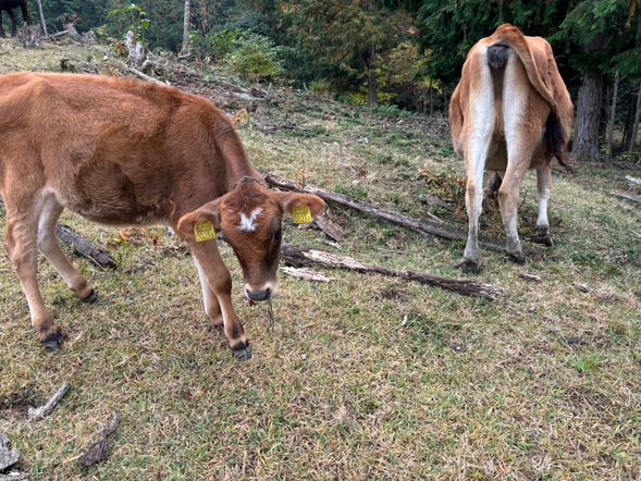 13:40 ふくふく牧場
牧場見学(乳しぼり・カッテージチーズ作り)