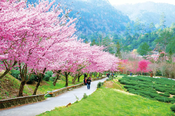 武陵森林遊樂園區巡禮