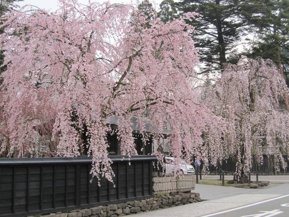 角館武家屋敷(約 90 分鐘)
