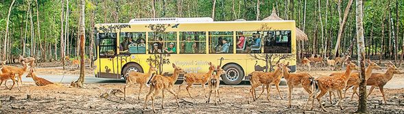 野生動物園Vinpearl Safari(搭乘Safari遊獵車、電瓶車)