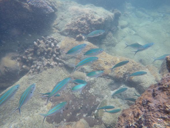 費用已包含潛水+釣魚和海鮮狩獵工具囉!