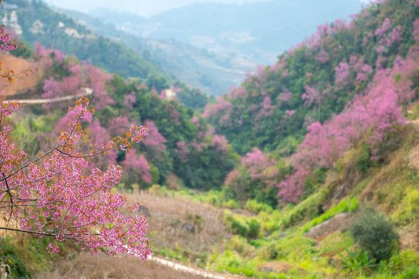 幾個地方像是竹林、櫻花森林及梯田都很具特色