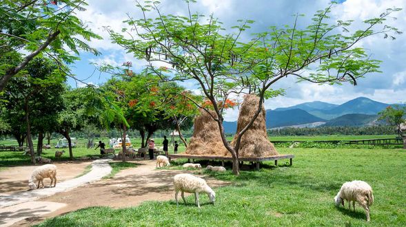 08:30 - 12:00 期間行程 : 綿羊園