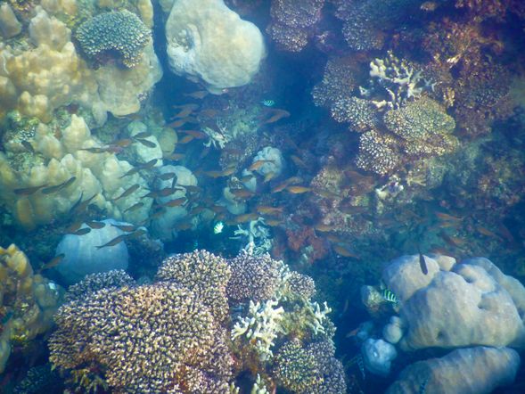 水肺潛水看珊瑚、釣魚、海鮮狩獵