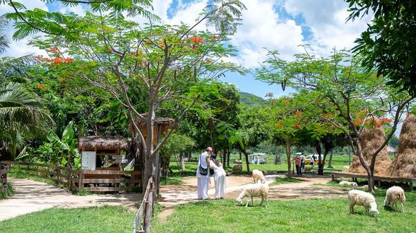 親親綿羊園 < 行程順序由導遊與客人協商調整>