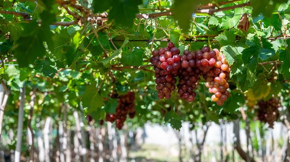 參觀葡萄農場,品嘗美味葡萄及葡萄果汁