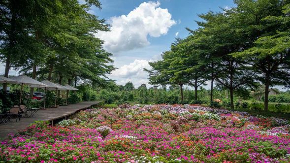 Aeroco Specialty Coffee Farm 一家把羅布斯塔 Robusta 提升到精品層次的農場。