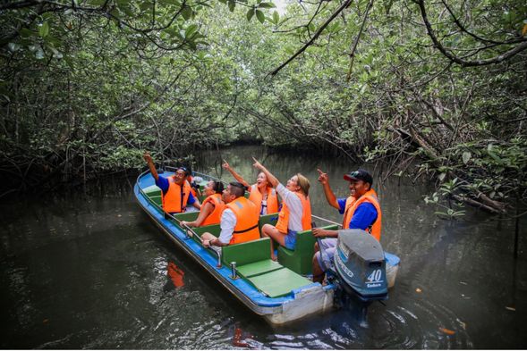 Continue to Mangrove Tour for a scenic exploration