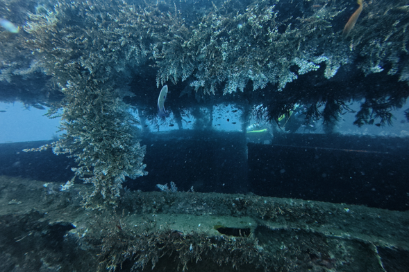 中正艦潛水活動2支