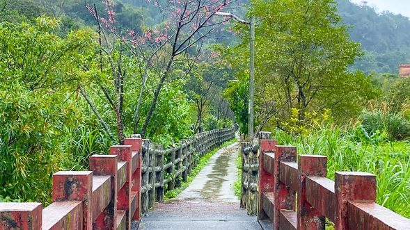 櫻花步道