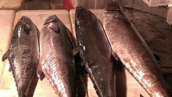 除了感受漁市的熱鬧氛圍,還能近距離欣賞當日捕撈的新鮮漁獲。