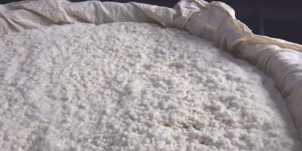 觀察剛出麴的狀態、實際嚐嚐看