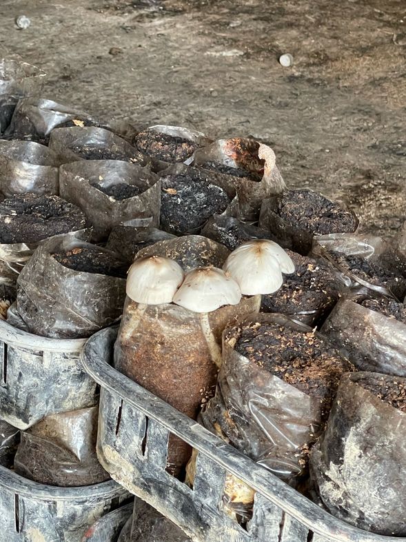 循環農業體驗-廢棄香菇包