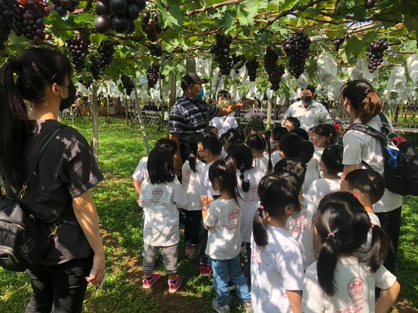 葡萄的一生---導覽解說