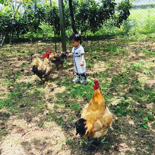 撿雞蛋體驗-此圖為示意圖