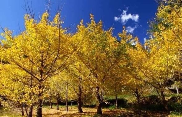 武陵農場的銀杏森林位於海拔約 1,700 公尺處,因冷涼的山區氣候與日夜溫差大,成為台灣少數適合銀杏生長的地區。銀杏(Ginkgo biloba)又稱「活化石」,是目前世界上最古老的樹種之一,樹齡可達千年以上。
每年秋季(約 11 月至 12 月),銀杏的葉綠素逐漸分解,葉片轉為金黃,層層林木在陽光照映下閃爍著耀眼的金色光芒,與落羽松的橙紅色相互輝映,營造出台灣高山最具代表性的秋季景觀。林間步道平緩,適合散步、拍照,也是攝影愛好者必訪的取景地。