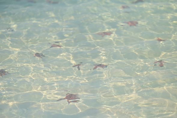 清澈海中的紅寶石~ 海星