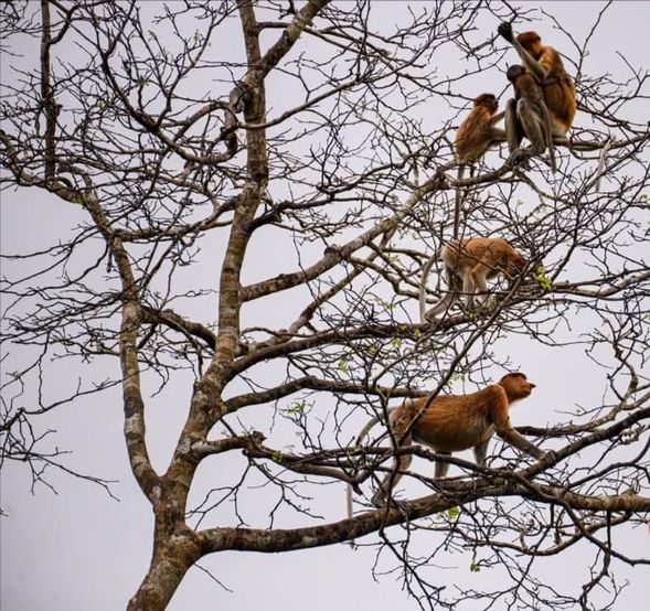The first river cruise begins with an exciting opportunity to observe the unique proboscis monkeys in their natural habitat, along with other remarkable wildlife such as silver leaf monkeys, giant monitor lizards, crocodiles, hornbills, and more.