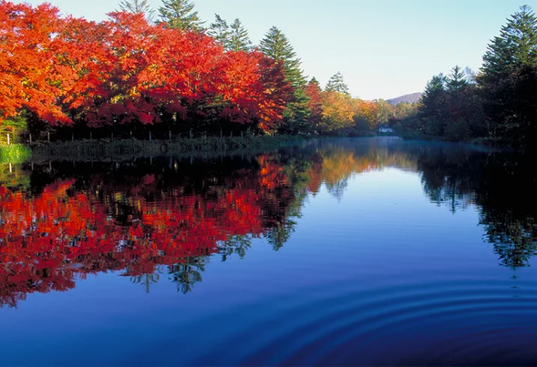 Kumoba Pond, known locally as "Swan Lake," offers stunningly beautiful scenery that changes with the seasons, making it a favorite among locals and tourists alike.