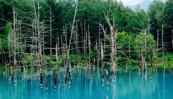 Blue Pond (Biei Town), a mysterious gem-blue spectacle! Due to the water's composition and the influence of sunlight, the pond appears blue, hence the name "Blue Pond." It's a scenic view filled with a dreamy atmosphere.