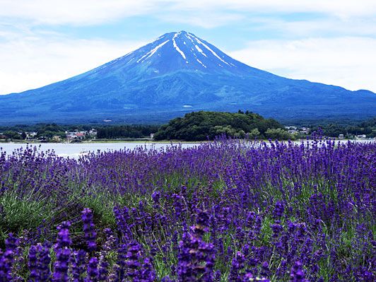 河口湖大石公園