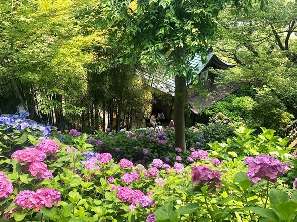Hase-dera Temple
Hase-dera Temple is located on a hill overlooking the Shonan coast and is just a few minutes from the coastline. In May and June, during the rainy season, Hase-dera is a popular spot for viewing hydrangeas.